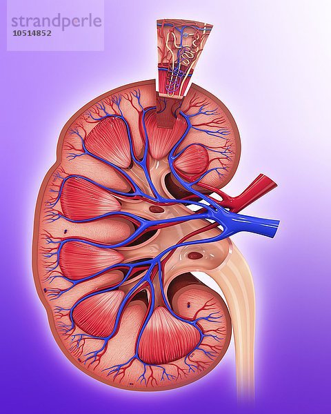 Menschliches Nierennephron  Computerbild zum Ausschneiden Menschliches Nierennephron  Kunstwerk