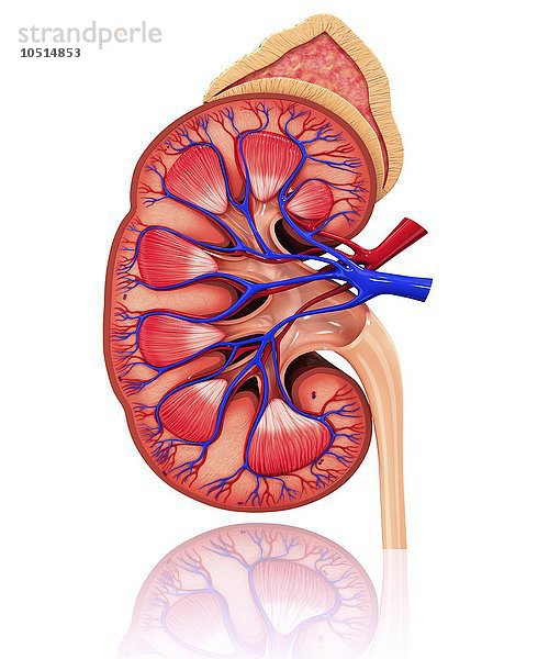 Menschliche Niere  ausgeschnittene Computergrafik Menschliche Niere  grafische Darstellung