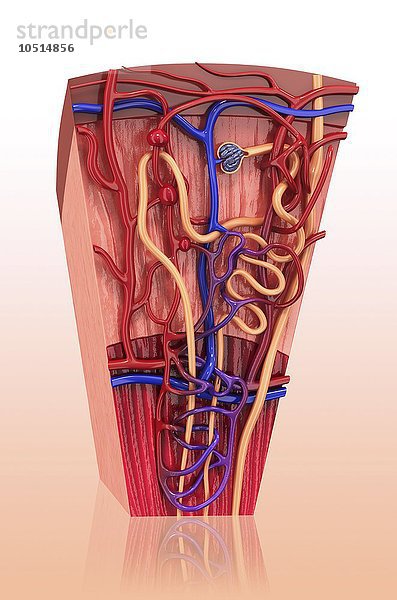 Menschliches Nierennephron  Computerbild zum Ausschneiden Menschliches Nierennephron  Kunstwerk