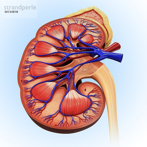 Menschliche Niere  ausgeschnittene Computergrafik Menschliche Niere  Kunstwerk