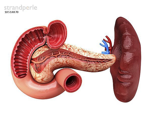 Menschliche Bauchspeicheldrüse  ausgeschnittene Computergrafik Menschliche Bauchspeicheldrüse  Kunstwerk