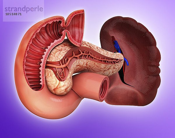Menschliche Bauchspeicheldrüse  ausgeschnittene Computergrafik Menschliche Bauchspeicheldrüse  Kunstwerk