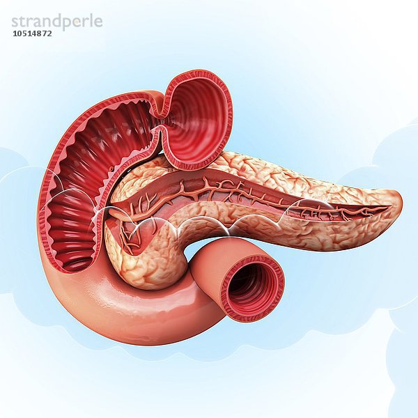 Menschliche Bauchspeicheldrüse  ausgeschnittene Computergrafik Menschliche Bauchspeicheldrüse  Kunstwerk