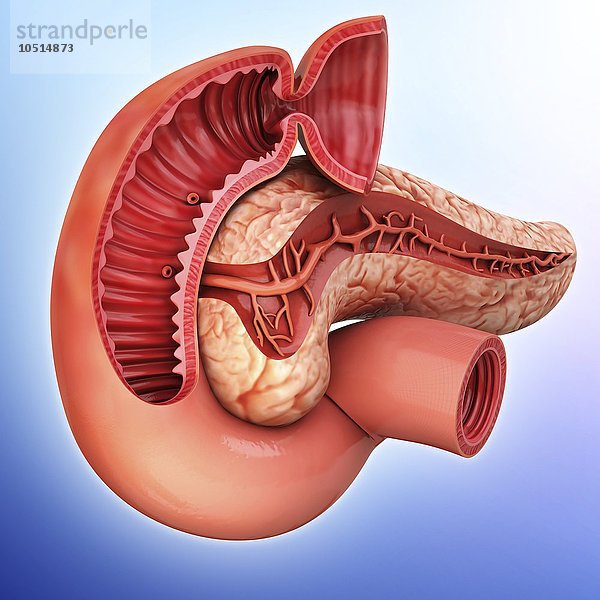 Menschliche Bauchspeicheldrüse  ausgeschnittene Computergrafik Menschliche Bauchspeicheldrüse  Kunstwerk