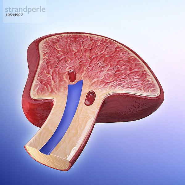 Menschliche Milz  ausgeschnittene Computergrafik Menschliche Milz  Kunstwerk