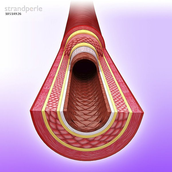 Menschliche Arterie  ausgeschnittene Computergrafik Menschliche Arterie  Kunstwerk