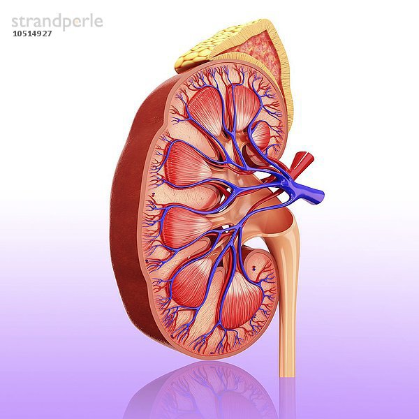 Menschliche Niere  ausgeschnittene Computergrafik Menschliche Niere  Kunstwerk