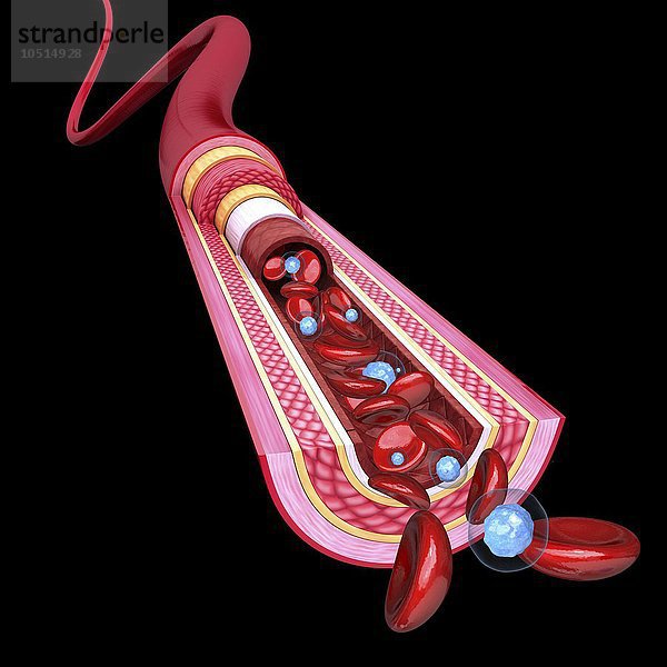 Menschliche Arterie  ausgeschnittene Computergrafik Menschliche Arterie  Kunstwerk