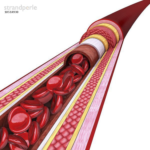 Menschliche Arterie  ausgeschnittene Computergrafik Menschliche Arterie  Kunstwerk