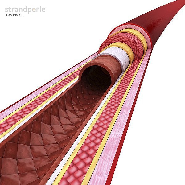 Menschliche Arterie  ausgeschnittene Computergrafik Menschliche Arterie  Kunstwerk