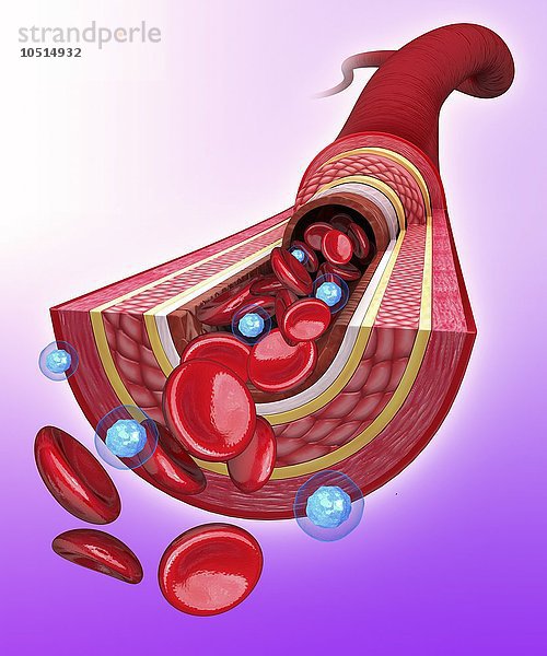 Menschliche Arterie  ausgeschnittene Computergrafik Menschliche Arterie  Kunstwerk