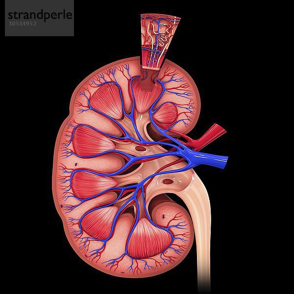 Menschliche Niere  ausgeschnittene Computergrafik Menschliche Niere  grafische Darstellung