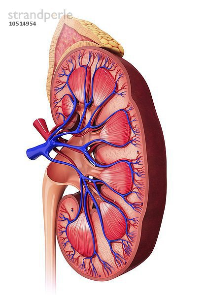 Menschliche Niere  ausgeschnittene Computergrafik Menschliche Niere  grafische Darstellung