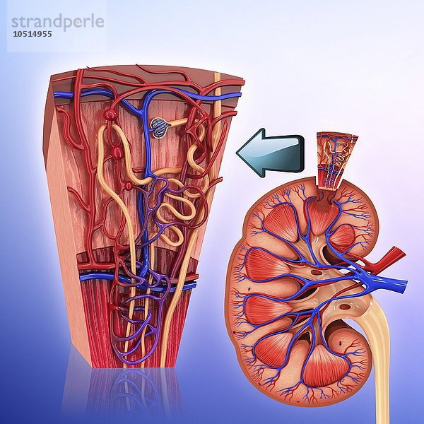 Menschliches Nierennephron  Computerbild zum Ausschneiden Menschliches Nierennephron  Kunstwerk