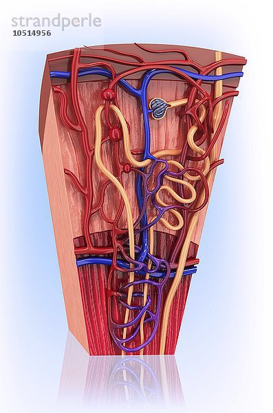 Menschliches Nierennephron  Computerbild zum Ausschneiden Menschliches Nierennephron  Kunstwerk