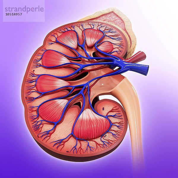 Menschliche Niere  ausgeschnittene Computergrafik Menschliche Niere  grafische Darstellung
