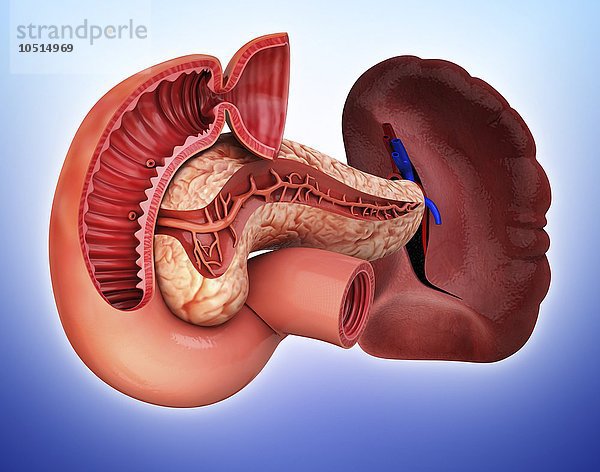 Menschliche Bauchspeicheldrüse  ausgeschnittene Computergrafik Menschliche Bauchspeicheldrüse  Kunstwerk