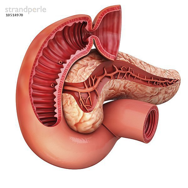 Menschliche Bauchspeicheldrüse  ausgeschnittene Computergrafik Menschliche Bauchspeicheldrüse  Kunstwerk