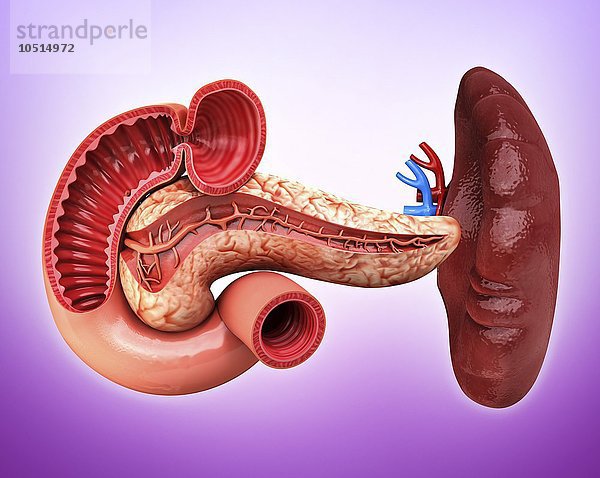 Menschliche Bauchspeicheldrüse  ausgeschnittene Computergrafik Menschliche Bauchspeicheldrüse  Kunstwerk