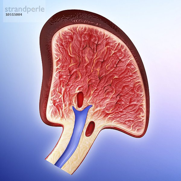 Menschliche Milz  ausgeschnittene Computergrafik Menschliche Milz  Kunstwerk