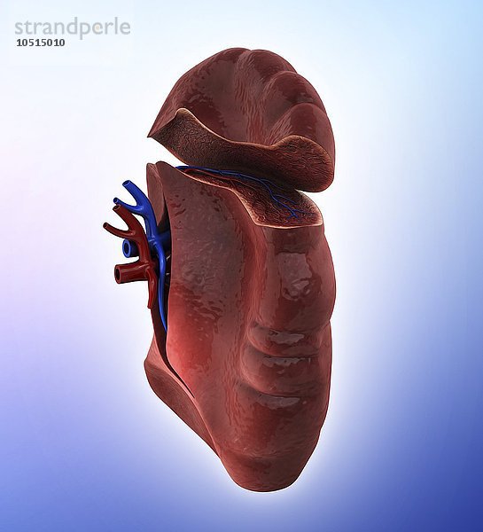 Menschliche Milz  ausgeschnittene Computergrafik Menschliche Milz  Kunstwerk