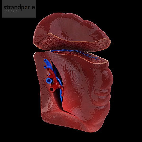 Menschliche Milz  ausgeschnittene Computergrafik Menschliche Milz  Kunstwerk