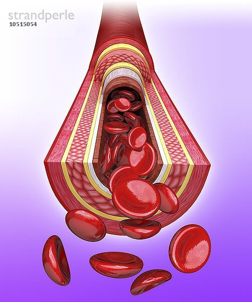 Menschliche Arterie  ausgeschnittene Computergrafik Menschliche Arterie  Kunstwerk