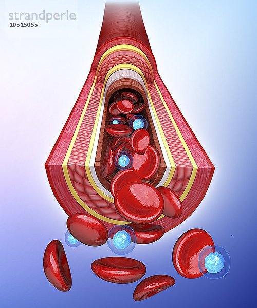 Menschliche Arterie  ausgeschnittene Computergrafik Menschliche Arterie  Kunstwerk