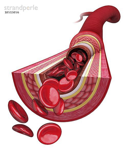 Menschliche Arterie  ausgeschnittene Computergrafik Menschliche Arterie  Kunstwerk