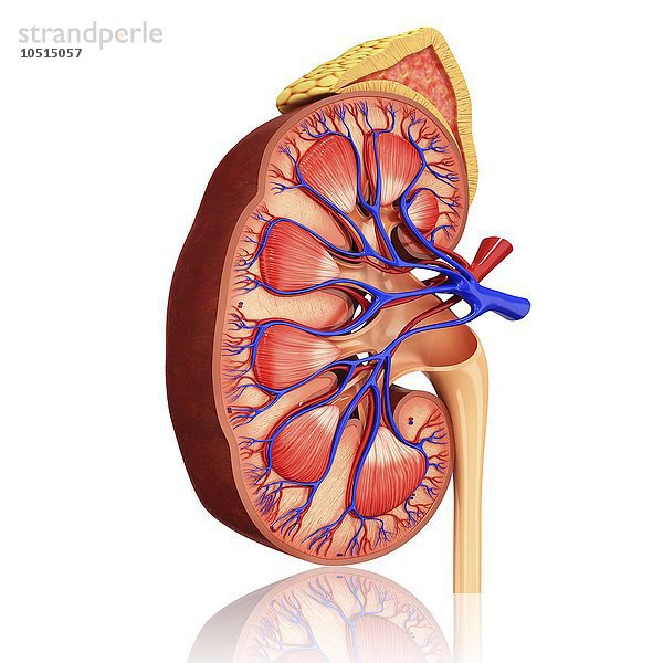Menschliche Niere  ausgeschnittene Computergrafik Menschliche Niere  Kunstwerk