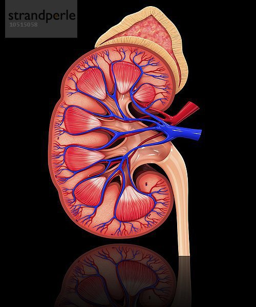 Menschliche Niere  ausgeschnittene Computergrafik Menschliche Niere  Kunstwerk