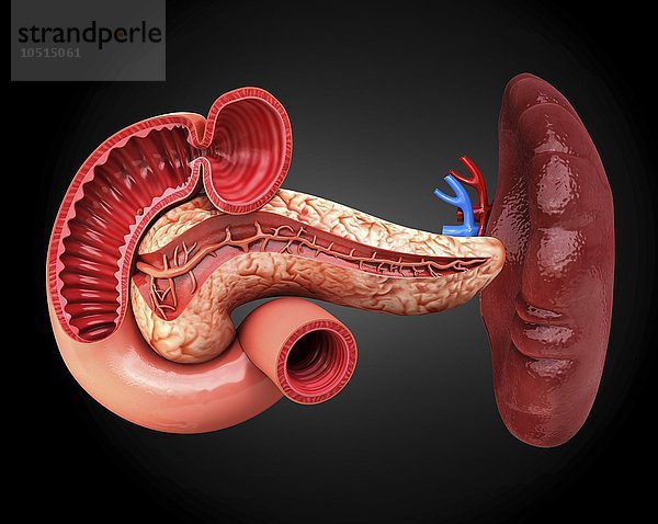 Menschliche Bauchspeicheldrüse  ausgeschnittene Computergrafik Menschliche Bauchspeicheldrüse  Kunstwerk