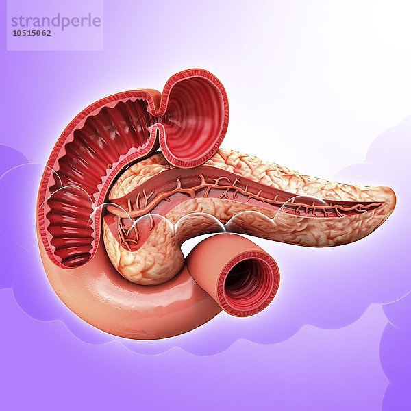 Menschliche Bauchspeicheldrüse  ausgeschnittene Computergrafik Menschliche Bauchspeicheldrüse  Kunstwerk