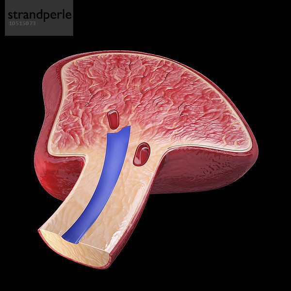 Menschliche Milz  ausgeschnittene Computergrafik Menschliche Milz  Kunstwerk