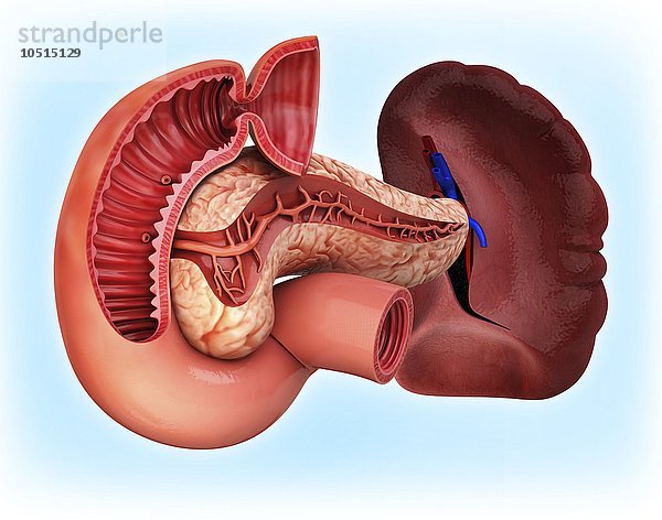 Menschliche Bauchspeicheldrüse  ausgeschnittenes Computerbild Menschliche Bauchspeicheldrüse  Kunstwerk