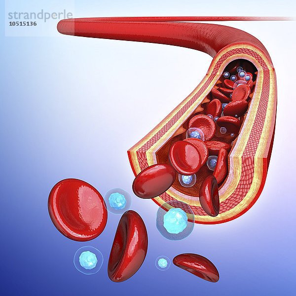 Menschliche Arterie  ausgeschnittene Computergrafik Menschliche Arterie  Kunstwerk