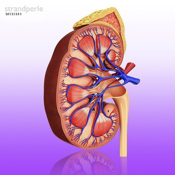 Menschliche Niere  ausgeschnittene Computergrafik Menschliche Niere  grafische Darstellung