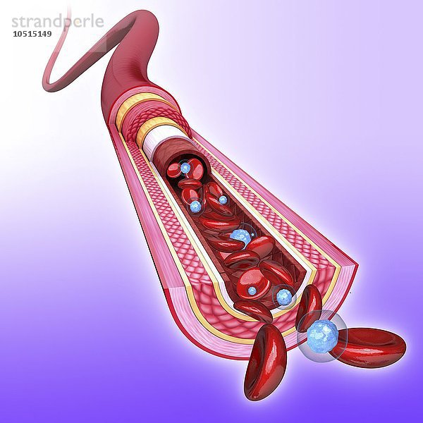 Menschliche Arterie  ausgeschnittene Computergrafik Menschliche Arterie  Kunstwerk