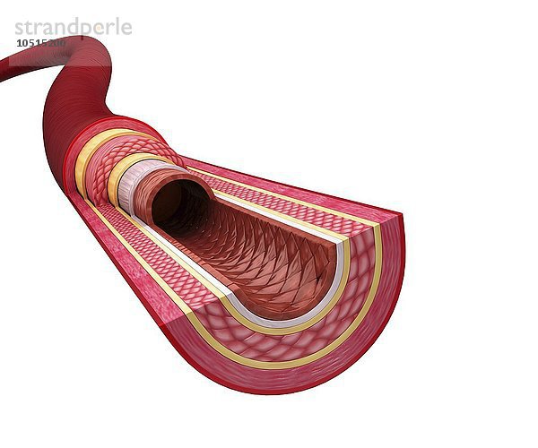 Menschliche Arterie  ausgeschnittene Computergrafik Menschliche Arterie  Kunstwerk