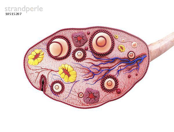 Menschlicher Eierstock  ausgeschnittene Computergrafik Menschlicher Eierstock  Kunstwerk