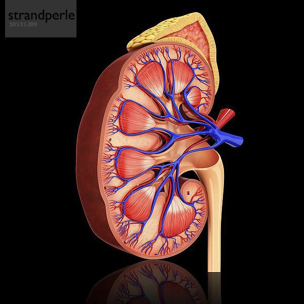 Menschliche Niere  ausgeschnittene Computergrafik Menschliche Niere  grafische Darstellung
