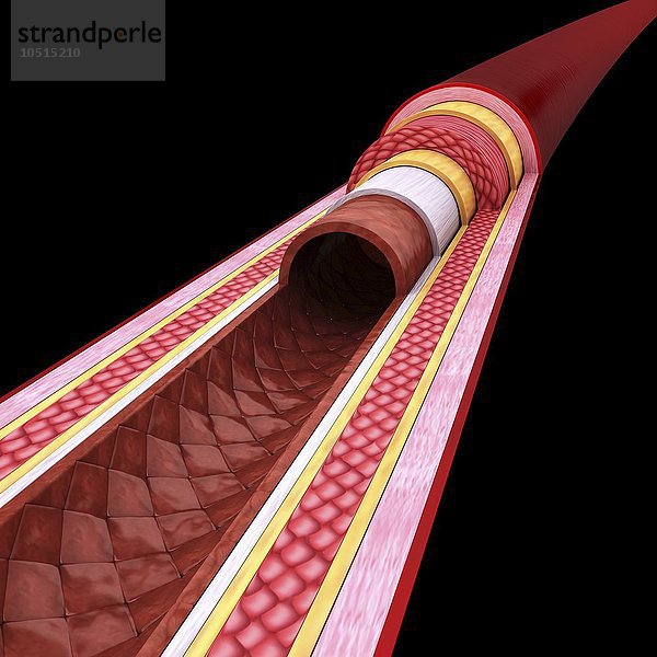 Menschliche Arterie  ausgeschnittene Computergrafik Menschliche Arterie  Kunstwerk