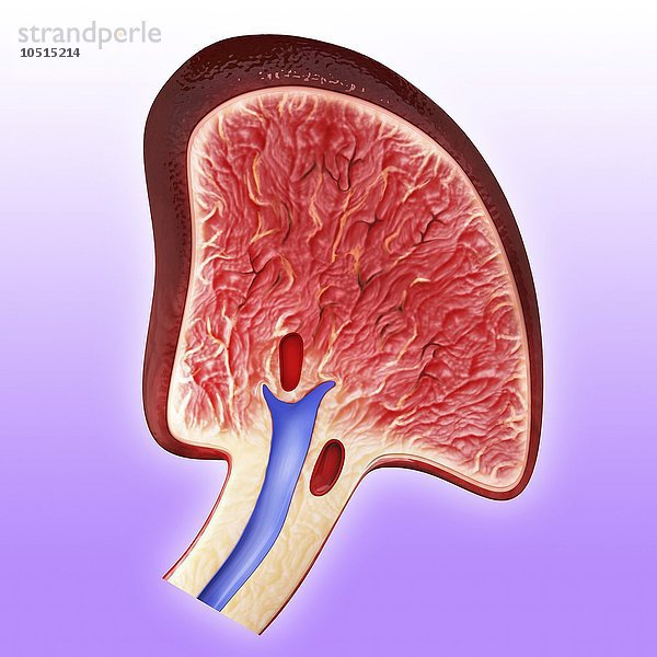 Menschliche Milz  ausgeschnittene Computergrafik Menschliche Milz  Kunstwerk