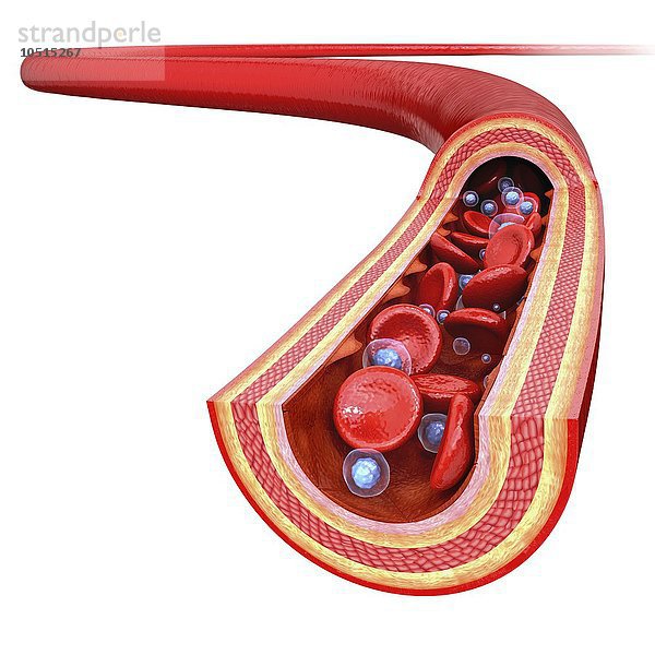 Menschliche Arterie  ausgeschnittene Computergrafik Menschliche Arterie  Kunstwerk