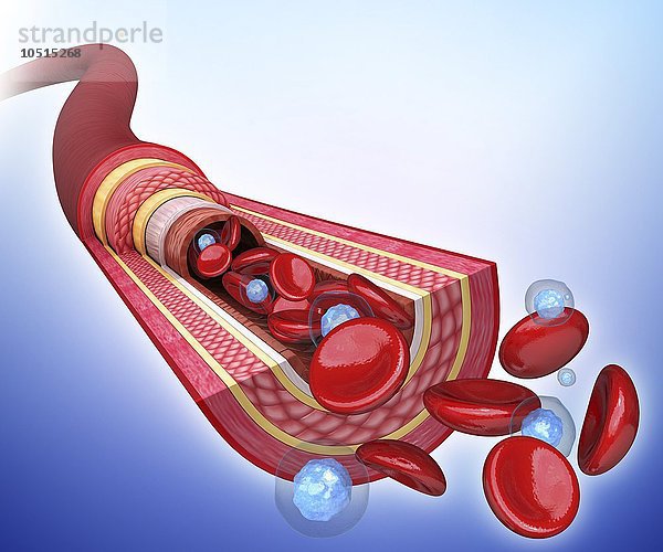 Menschliche Arterie  ausgeschnittene Computergrafik Menschliche Arterie  Kunstwerk