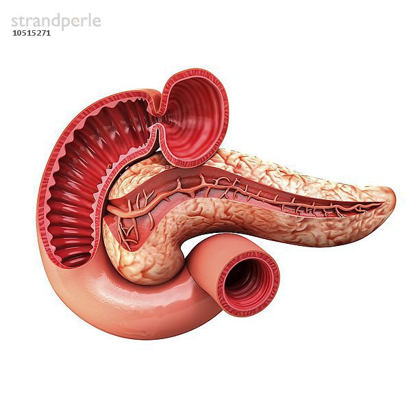 Menschliche Bauchspeicheldrüse  ausgeschnittene Computergrafik Menschliche Bauchspeicheldrüse  Kunstwerk
