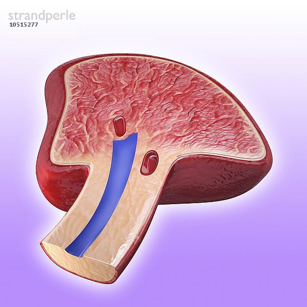 Menschliche Milz  ausgeschnittene Computergrafik Menschliche Milz  Kunstwerk