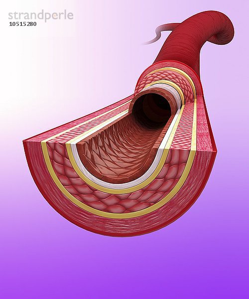 Menschliche Arterie  ausgeschnittene Computergrafik Menschliche Arterie  Kunstwerk