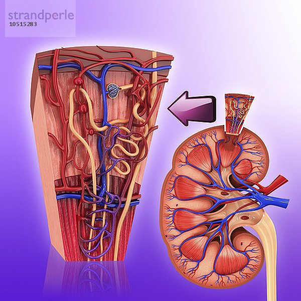 Menschliches Nierennephron  Computerbild zum Ausschneiden Menschliches Nierennephron  Kunstwerk