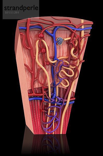 Menschliches Nierennephron  Computerbild zum Ausschneiden Menschliches Nierennephron  Kunstwerk